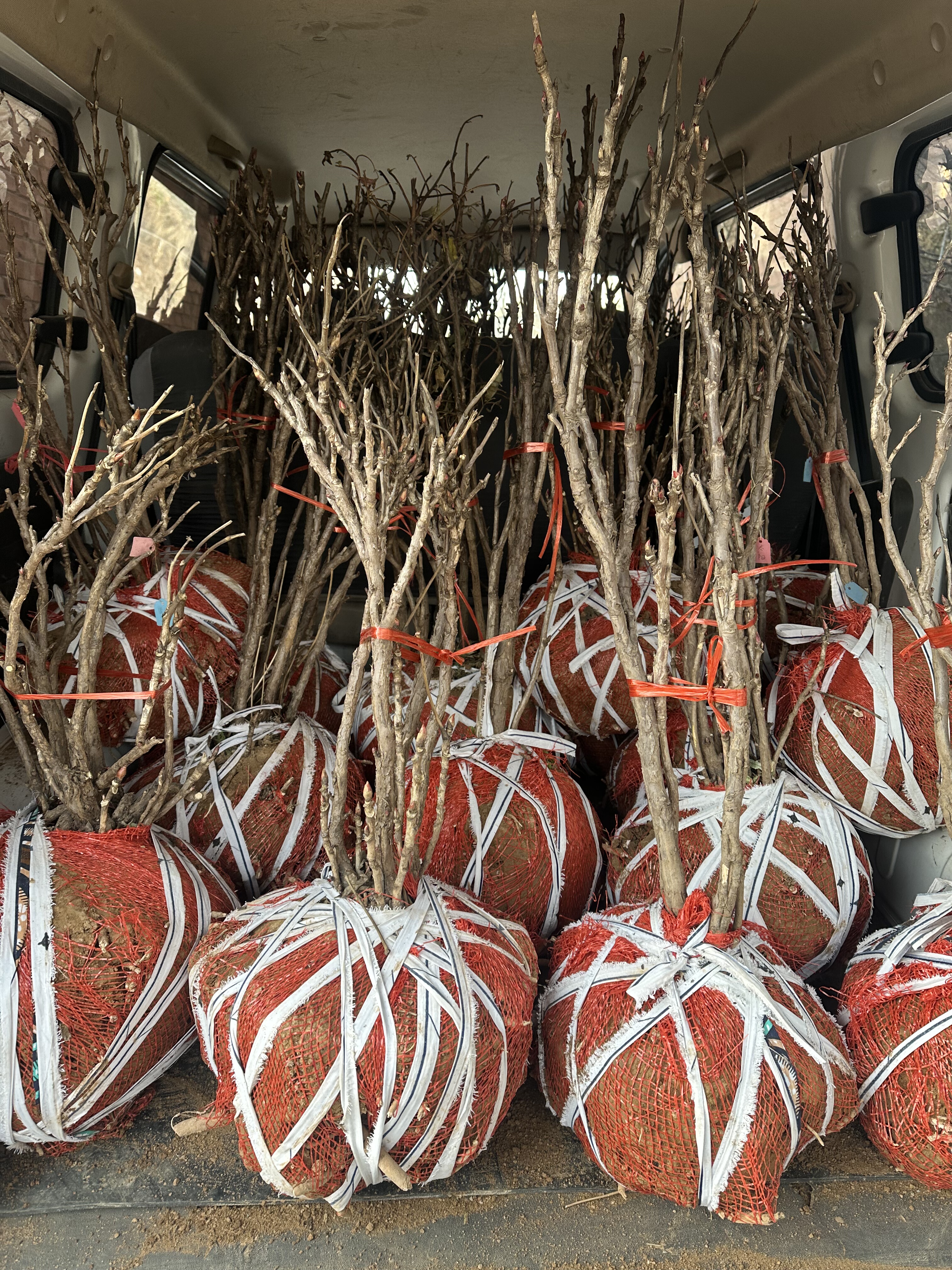 洛阳粉色基地牡丹花苗