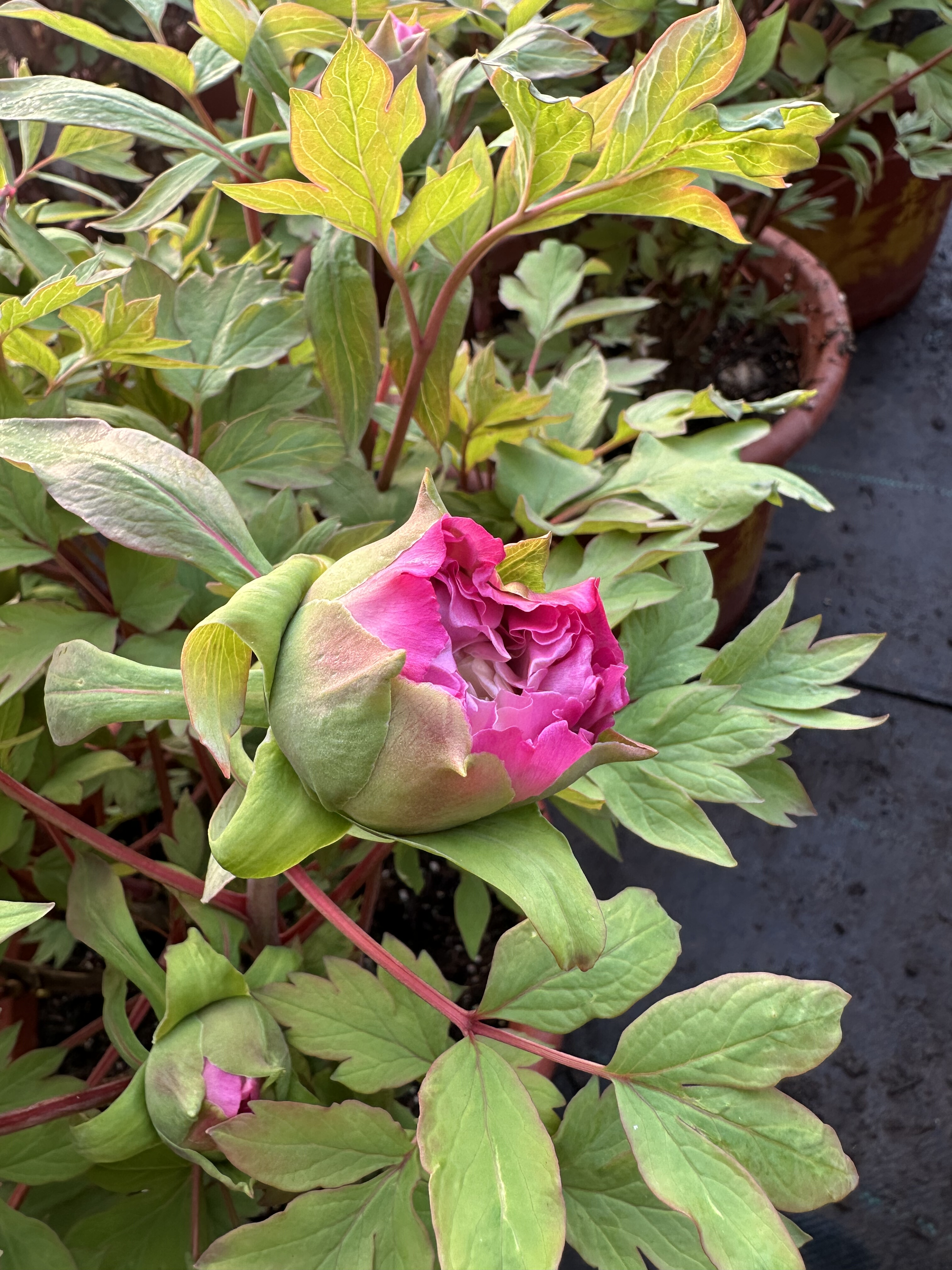 牡丹鲜花盆栽正宗对版洛阳观赏重瓣含苞待放带花苞带盆原盆发货,鲜花速递/花卉仿真/绿植园艺,时令草本花卉,淘宝优惠券,粉丝福利购,淘宝优惠卷