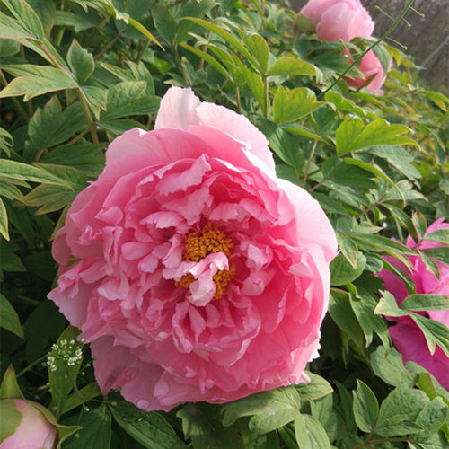芙蓉庭院牡丹花苗粉红花