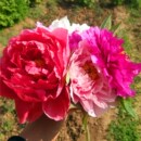 正宗洛阳牡丹鲜切花插花重瓣大花红粉白多色水养手捧现采顺丰 包邮