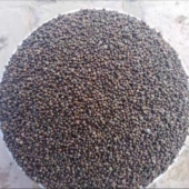 包邮 天水农家直销紫苏种子荏籽25年新品 干香味浓郁可种植绿叶1斤