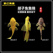 胡子鱼异型蓝眼大帆胡子迷彩胡子黄金大帆除藻鱼热带淡水工具鱼