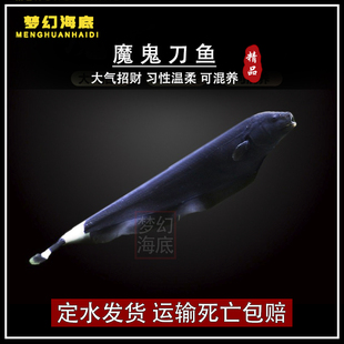 魔鬼刀鱼热带鱼观赏鱼活体淡水鱼黑羽毛鱼苗可混养宠物招财鱼包邮