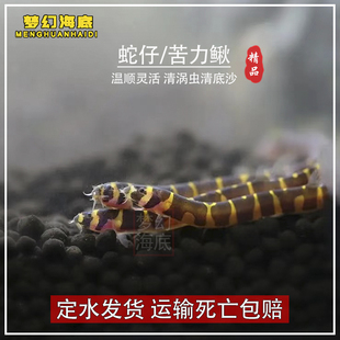 苦力泥鳅蛇仔鱼清除蛋白虫涡虫杀手观赏鱼热带鱼清理工具鱼底层鱼