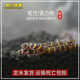 苦力泥鳅蛇仔鱼清除蛋白虫涡虫杀手观赏鱼热带鱼清理工具鱼底层鱼