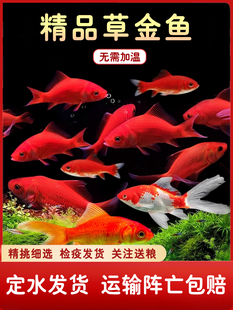 草金鱼活鱼锦鲤鱼苗观赏鱼淡水鱼冷水鱼小型耐活活体小金鱼红草