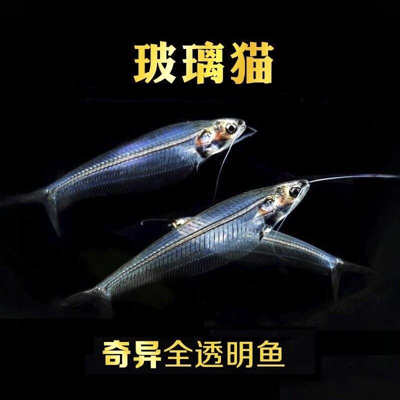 玻璃猫鱼热带鱼观赏鱼淡水鱼草缸透明鱼活体群游小型鱼幽灵猫鱼