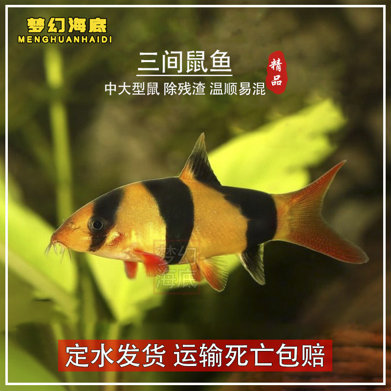 三间鼠热带观赏鱼小丑泥鳅清缸工具鱼活体宠物鱼底层清理残渣鼠鱼