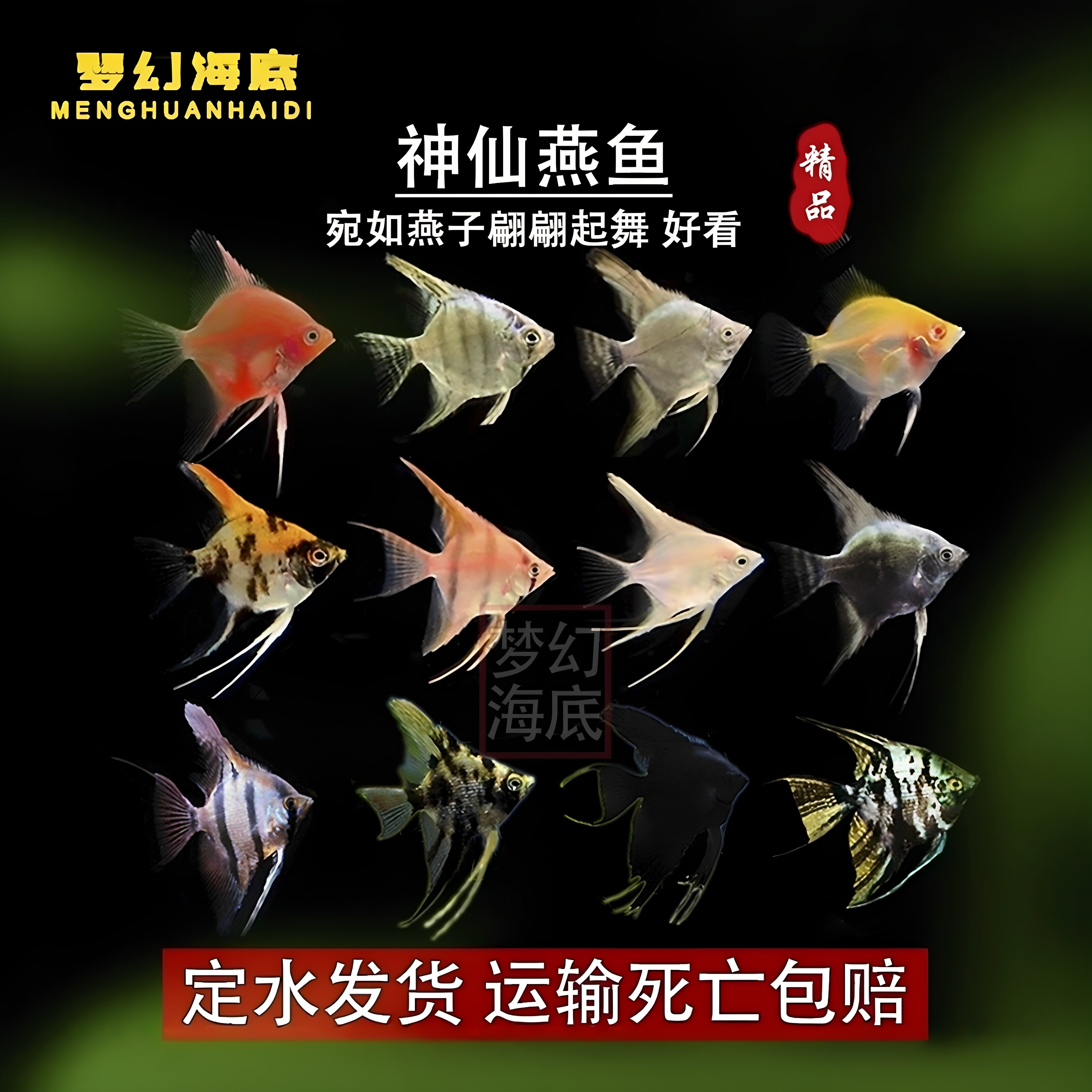 燕鱼神仙鱼鱼燕鱼苗埃及七彩燕鱼秘鲁伊莎贝尔蓝红魔小大燕热带鱼
