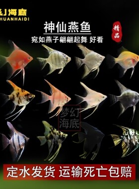 小型燕鱼神仙鱼秘鲁埃及热带鱼