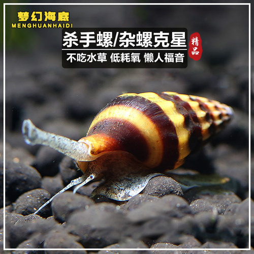 杀手螺杂螺除藻工具螺活体