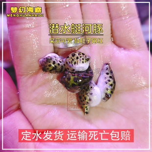 小号金娃娃河豚潜水艇宝宝比巧克力娃娃鱼大一点除螺小型热带鱼