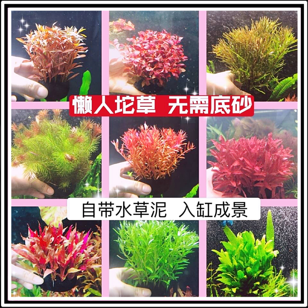 懒人造景水草绿宫廷绿菊中后景