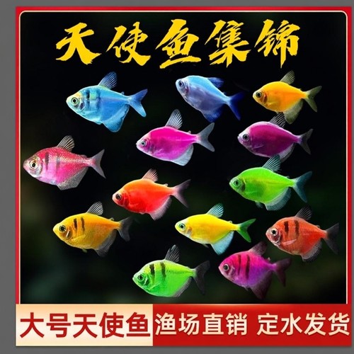 糖果色天使鱼精品观赏鱼荧光天使