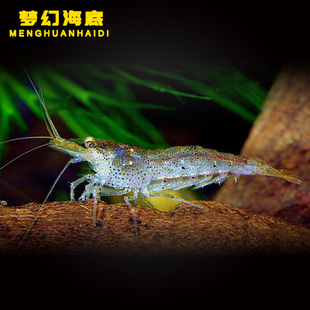 大河藻虾珍珠虾除丝藻黑毛藻大河虾观赏虾工具虾除藻极强大和藻虾