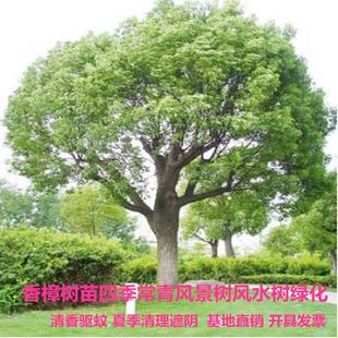 香樟树苗大树大小叶龙脑樟木庭院室外绿化风景树四季常青驱蚊盆栽