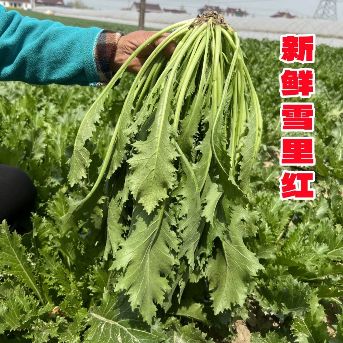 新鲜雪里红雪菜苏北农家自种露天现摘现发绿叶菜雪里蕻可腌制蔬菜,水产肉类/新鲜蔬果/熟食,叶菜类,淘宝优惠券,粉丝福利购,淘宝优惠卷