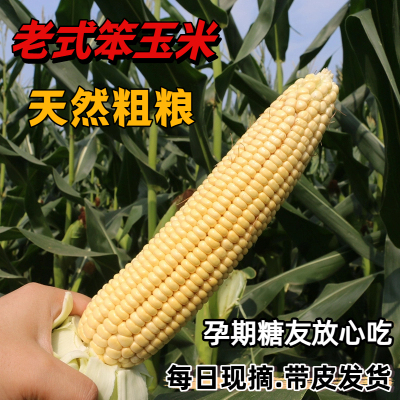 老式笨玉米新鲜生苞米棒江苏特产