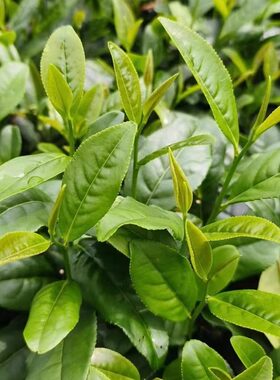 茶叶苗江西茶叶树苗绿茶苗红茶苗早茶苗茶叶种子