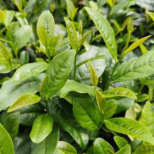绿茶苗茶叶苗江西茶叶树苗绿茶种子红茶苗早茶苗茶叶籽