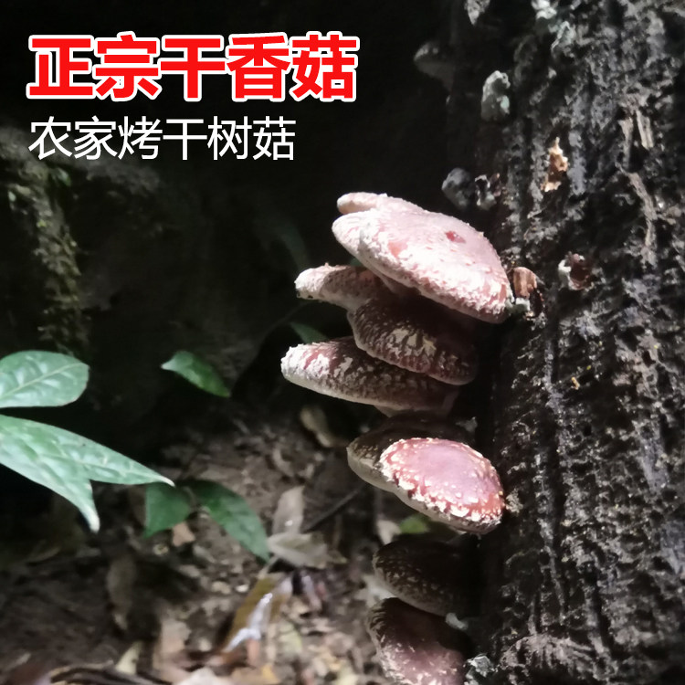 椴木炭烤小香菇干江西赣南深山采新采高山散装干货香菇干月子煲汤