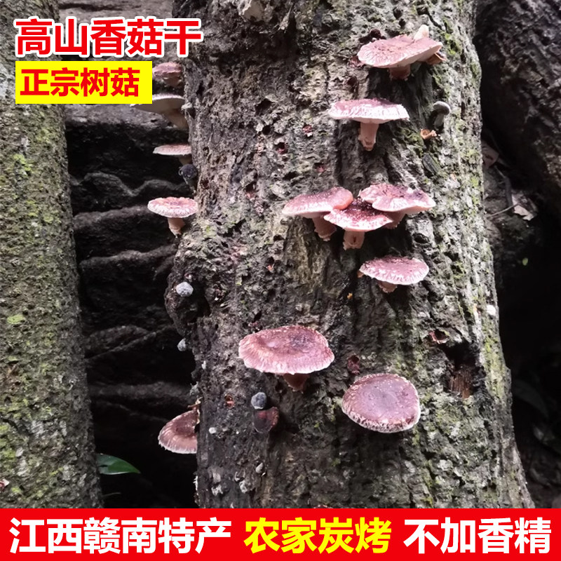 江西赣南特产新鲜高山香菇炭烤干货土特产菌类香浓月子煲汤香菇干