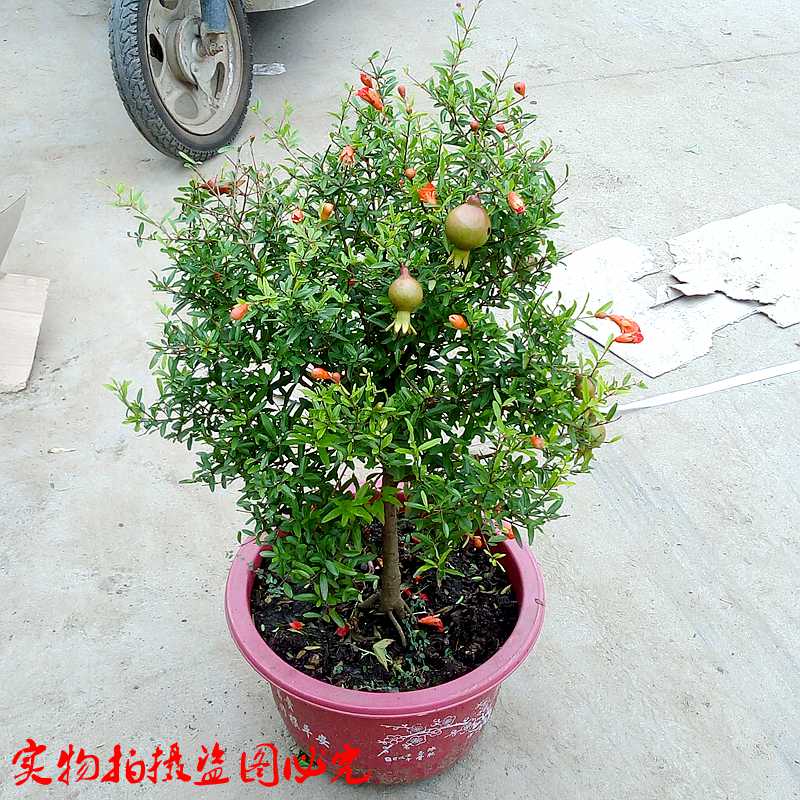 日本翠叶石榴苗牡丹月季石榴四季观赏盆景盆栽庭院植物花石榴树苗