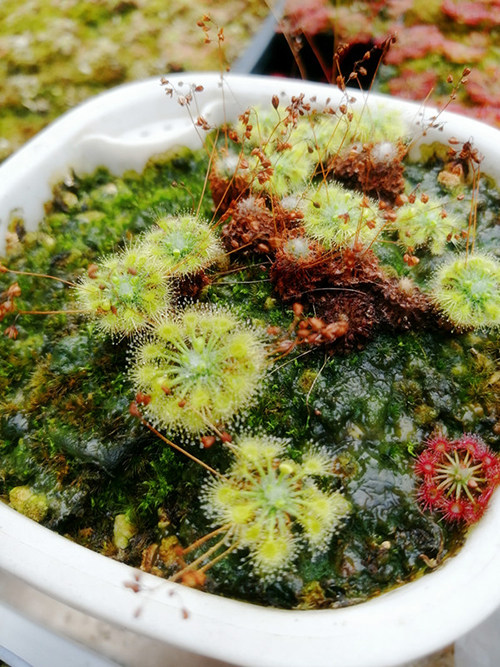 迷你茅膏菜冬芽晓美纤细多克奥米沙侏儒金绿新鲜冬芽上市品种齐全