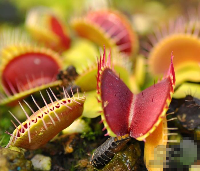 b52扑蝇草超大捕蝇草大型巨夹食虫草食人花趣味植物奇花异草盆栽