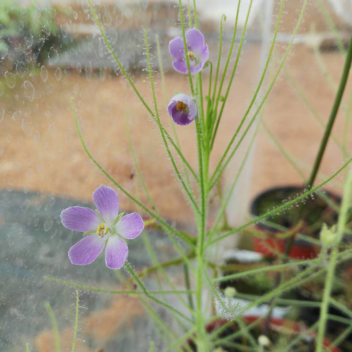 彩虹草种子新奇植物驱蚊扑蝇观花绿植小盆栽包邮萌植苑阳台食虫草