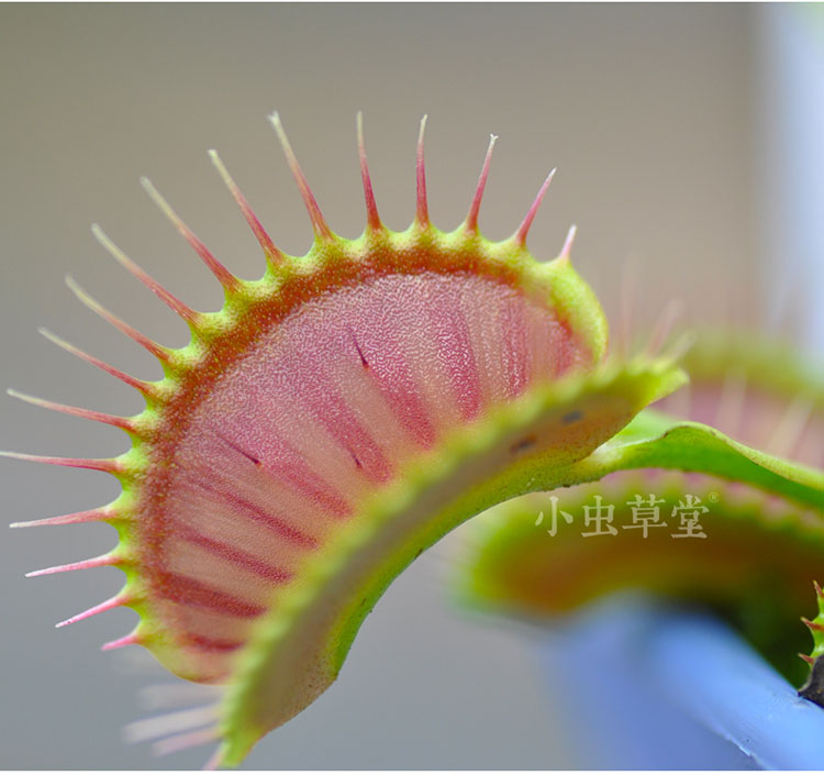 食虫植物食人花 巨人捕蝇草 大嘴花 食虫草驱蚊草 吃苍蝇蚊子