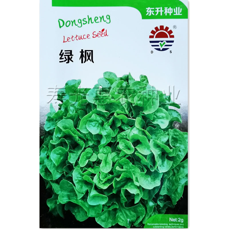 东升绿枫橡叶生菜种子春秋高产阳台盆栽菜籽四季农家蔬菜种孑
