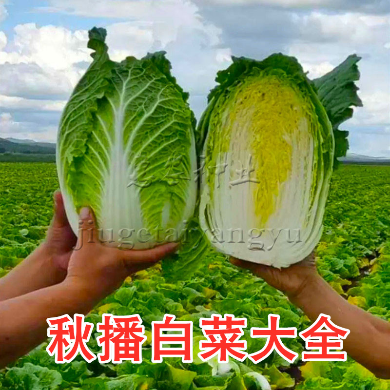 蔬菜秋季冬储黄心高产籽种大白菜