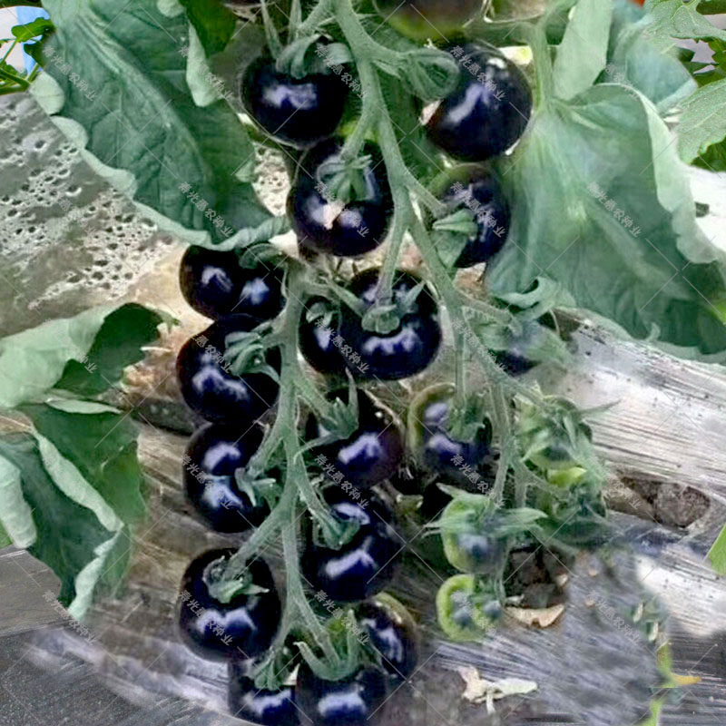 黑骑士小黑番茄种籽阳台樱桃西红柿种孑圣女果种子苗蔬菜种籽四季