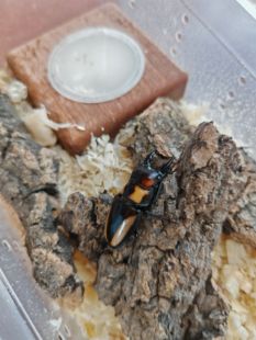 香槟树皮|甲虫防猝死爬宠箱造景|独角仙锹甲金龟兜虫饲养殖材料