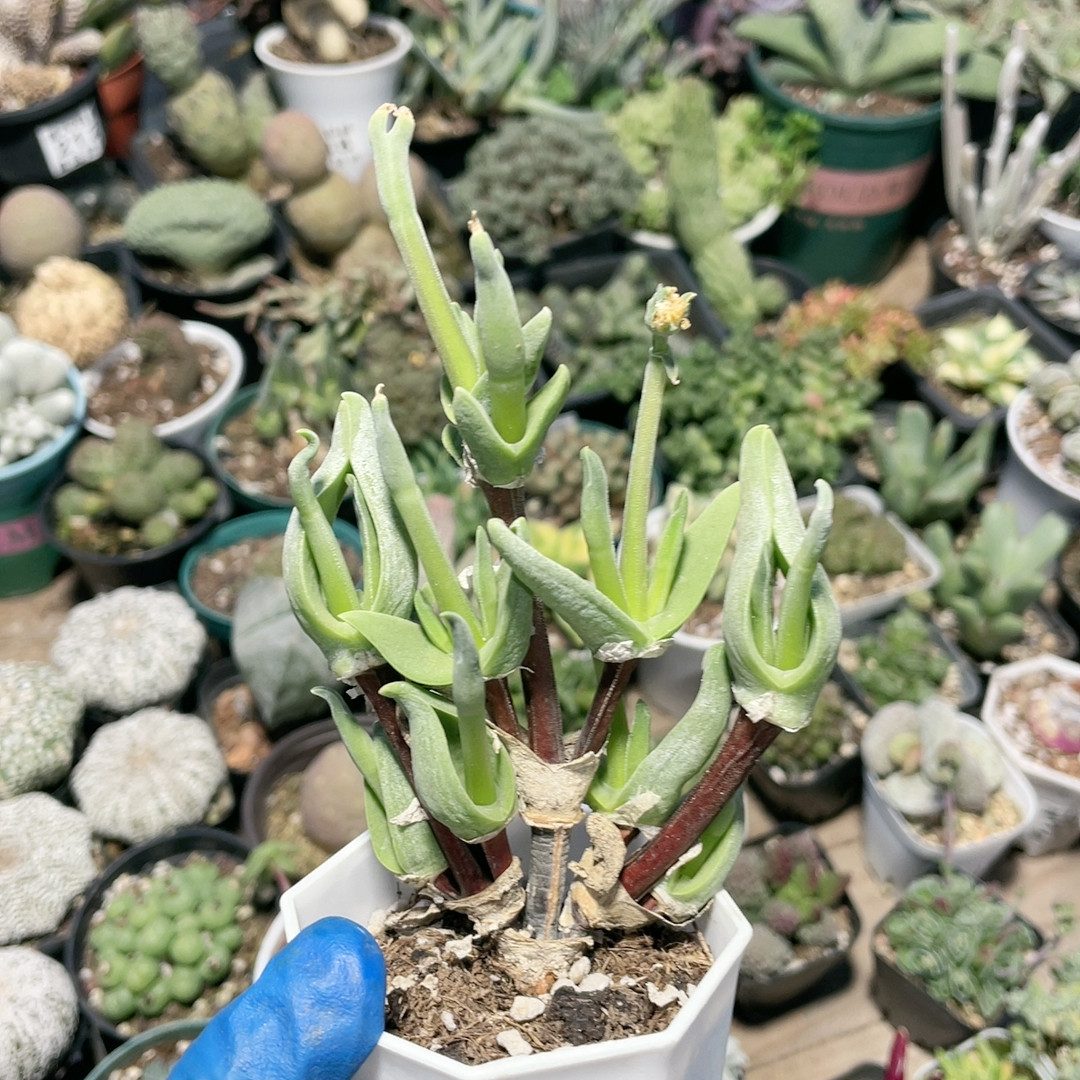 怪奇鸟660,鲜花速递/花卉仿真/绿植园艺,多肉植物,淘宝优惠券,粉丝福利购,淘宝优惠卷