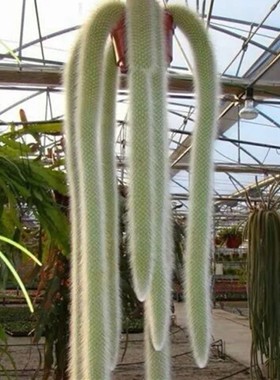 仙人球掌九尾狐柱软毛无刺多肉绿植物小花卉盆栽办公室内防辐射美