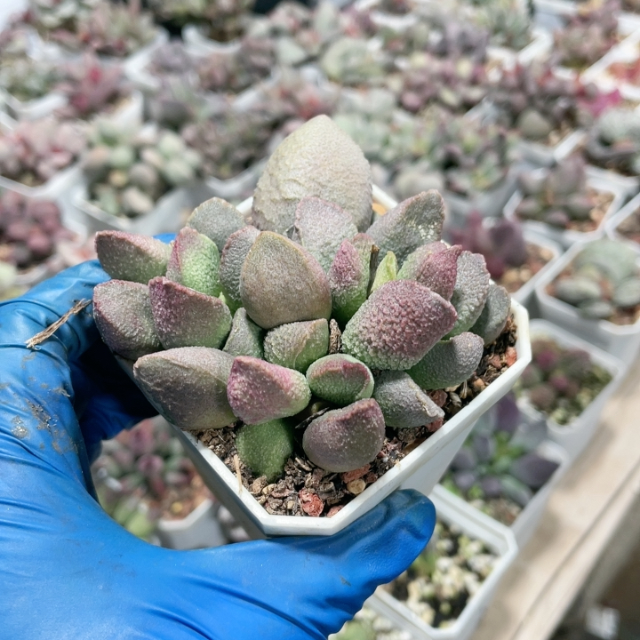 赛猪肝水泡易掉叶745