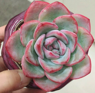 清仓轰动 奶油泡芙单头多肉植物 楼顶室内绿植花卉盆栽满15.8包邮