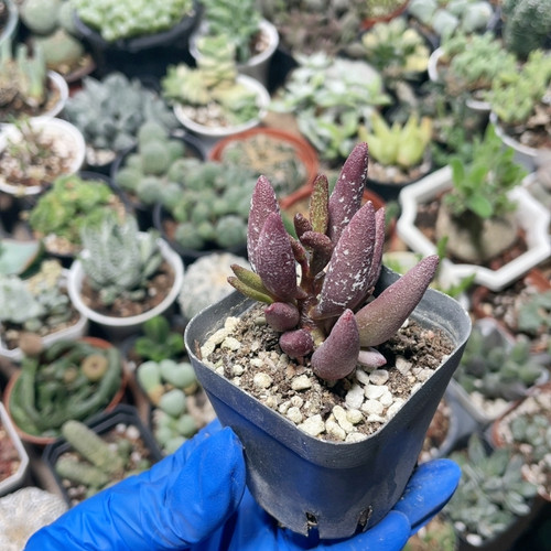 血斑玛丽安水泡易掉叶545