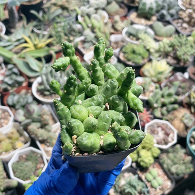 吉赛尔罗摩939