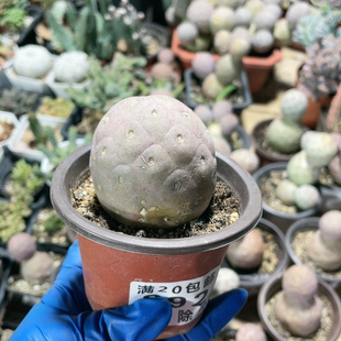 5.1单头习志野892