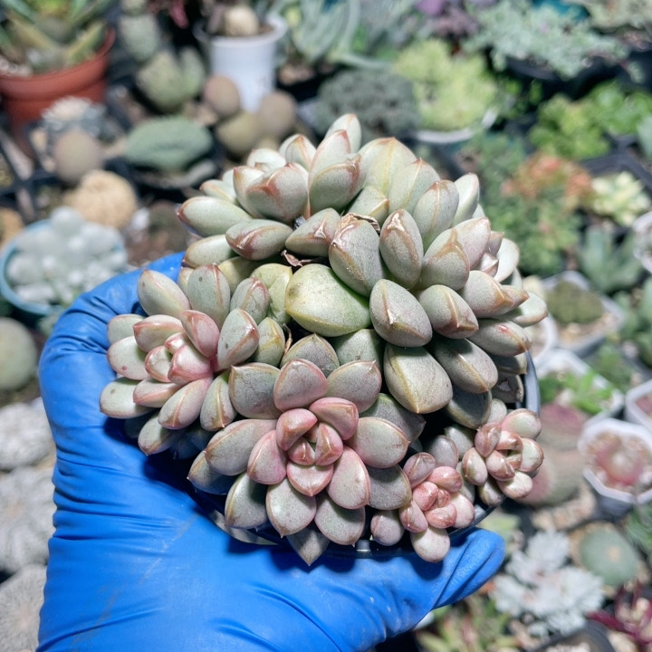 葡萄890,鲜花速递/花卉仿真/绿植园艺,多肉植物,淘宝优惠券,粉丝福利购,淘宝优惠卷