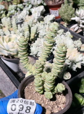 钱串子超萌多肉植物招财进宝吸财树子宝摇钱树钱串创意绿植花卉