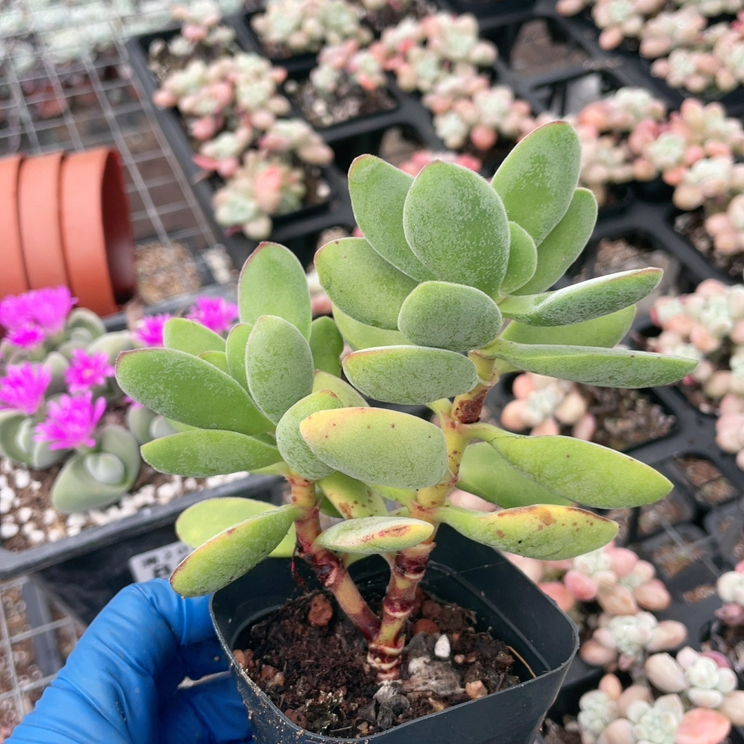 若歌诗808,鲜花速递/花卉仿真/绿植园艺,多肉植物,淘宝优惠券,粉丝福利购,淘宝优惠卷