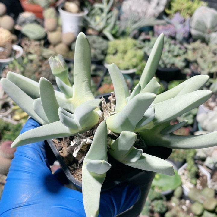 虾钳885,鲜花速递/花卉仿真/绿植园艺,多肉植物,淘宝优惠券,粉丝福利购,淘宝优惠卷