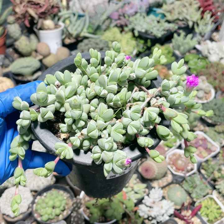 碧玉莲856,鲜花速递/花卉仿真/绿植园艺,多肉植物,淘宝优惠券,粉丝福利购,淘宝优惠卷