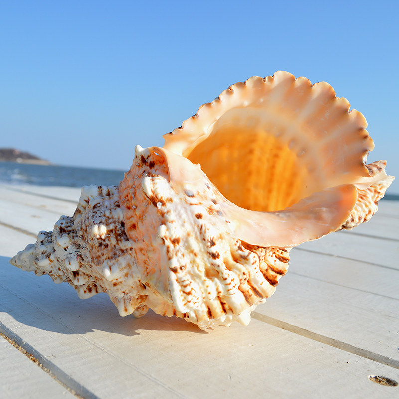 天然贝壳大海螺号角可吹大蛙螺石号螺创意礼品鱼缸摆件贝壳装饰品