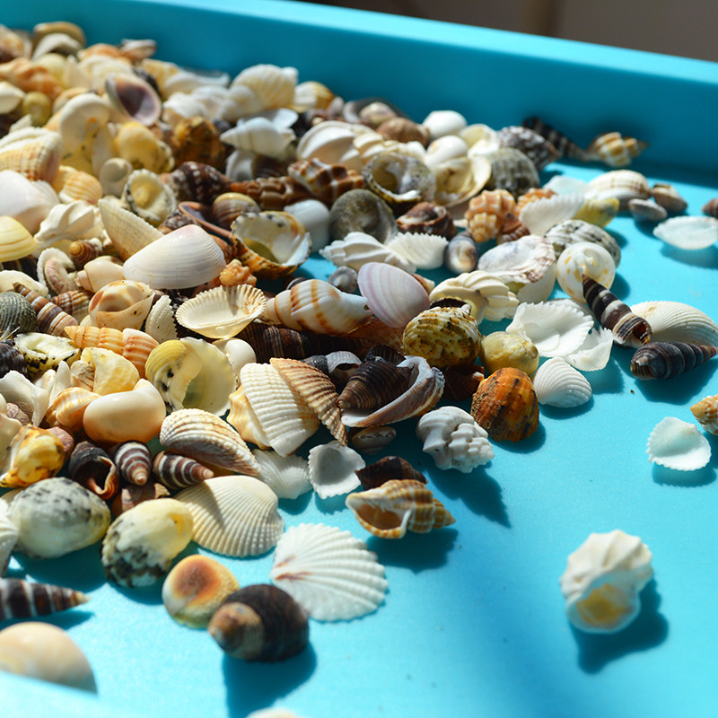 天然海螺贝壳迷你小白螺鱼缸微景观儿童手工diy漂流瓶贝壳画材料