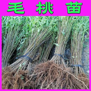 毛桃苗毛桃实生苗桃苗砧木桃树砧木实生桃苗毛桃苗砧木野生毛桃苗